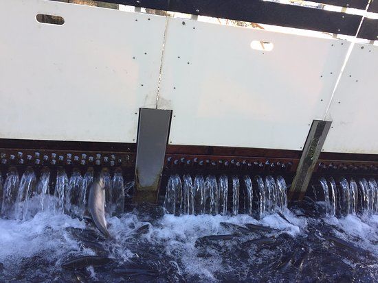 Quilcene National Fish Hatchery