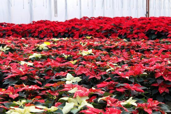 Degoede Bulb Farm & Gardens