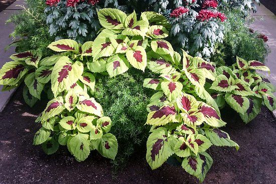 Gaiser Conservatory