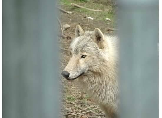Wolf People