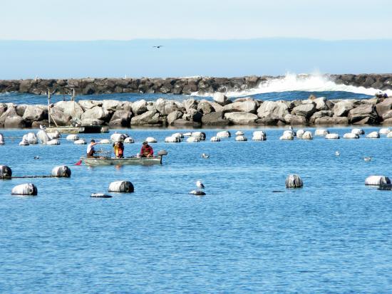 Umpqua Aquaculture Triangle Oyster Farm