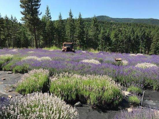 Purple Mountain Lavender