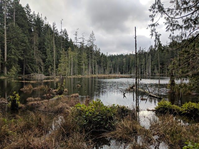 Anacortes Community Forest Land