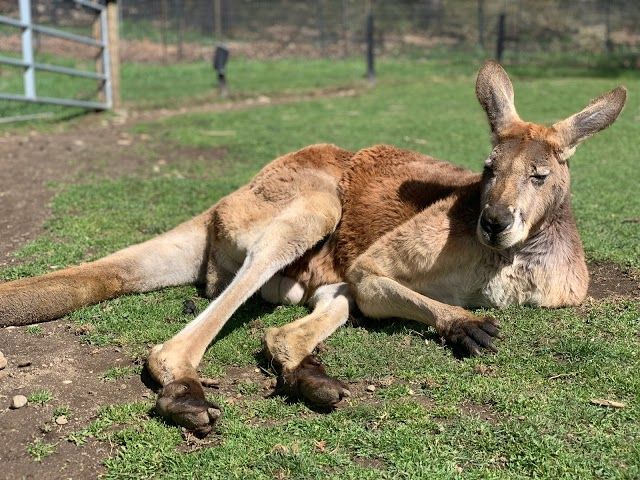 Fall City Wallaby Ranch