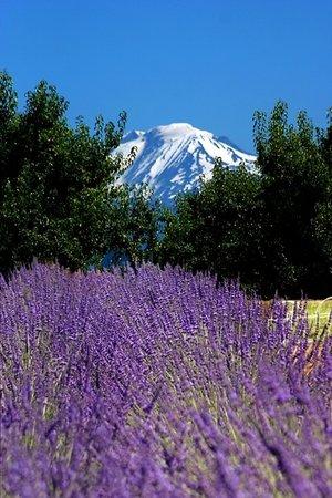 Hood River Lavender Farms