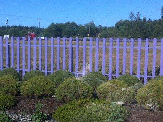 Sunshine Herb & Lavender Farm