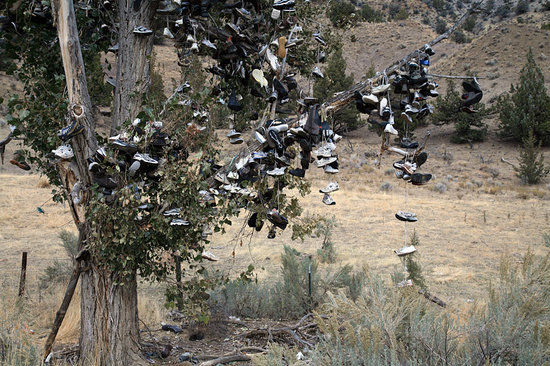 Shoe Tree