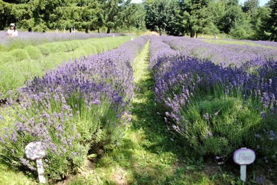 Martha Lane Lavender Farm