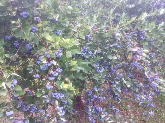 Grandma Dee's Sauvie Island Blueberry Farm