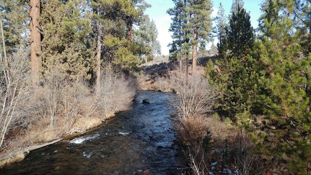 Shevlin Park