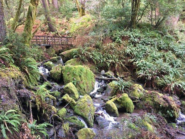 The Redwood Nature Trail