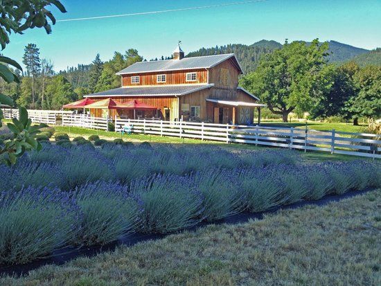 Lavender Fields Forever