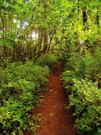 Kelly Butte Natural Area