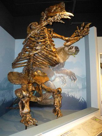 Museum Of Natural And Cultural History