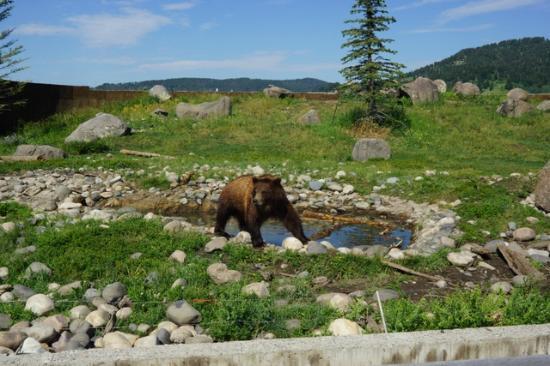 Montana Grizzly Encounter