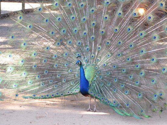 West Coast Game Park Safari