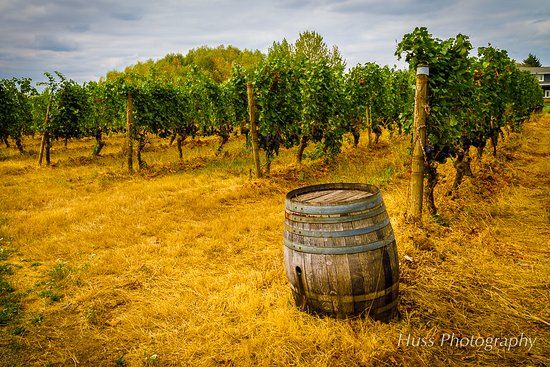 Cooper Mountain Vineyards