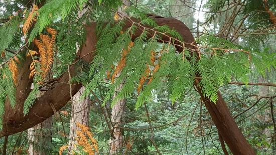 Grandview Forest Park