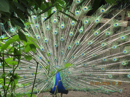 Outback Kangaroo Farm