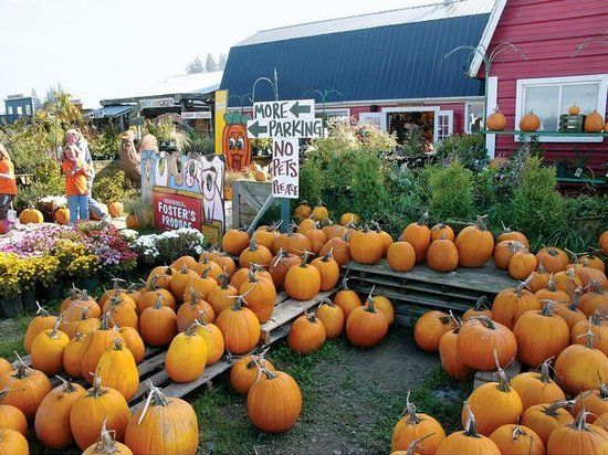 Foster's Produce and Corn Maze