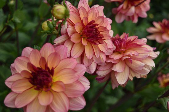 Swan Island Dahlias