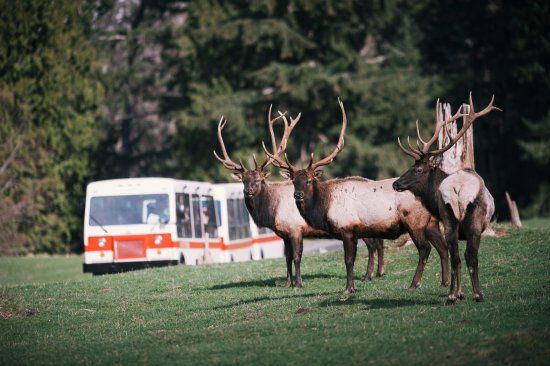 Northwest Trek Wildlife Park