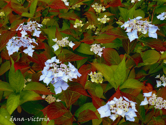 Lakewold Gardens