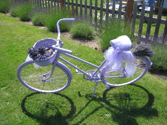 Blue Willow Lavender Farm