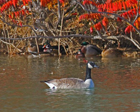 Wilson Springs Ponds