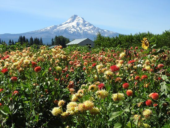 Draper Girls Country Farm