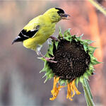 Hang Out Restaurant & Lounge